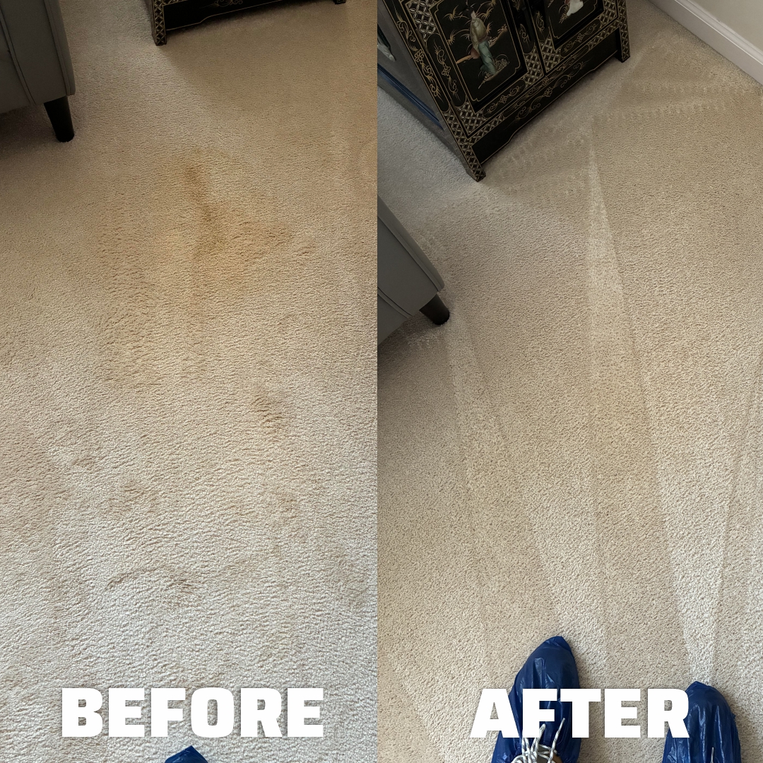 before after dog stain